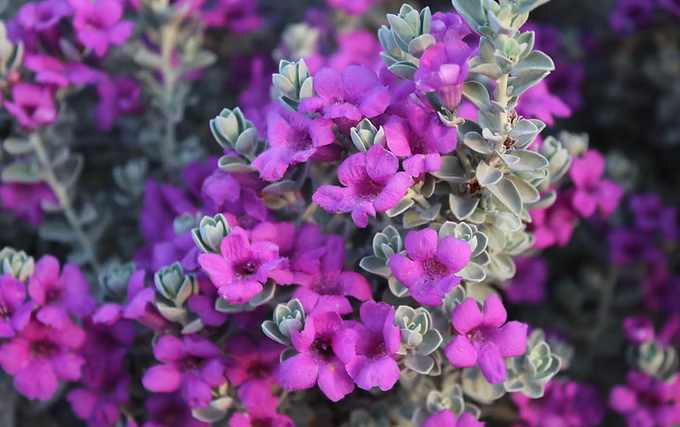 Texas Sage 'Laredo' - 5 Gallon - #32257