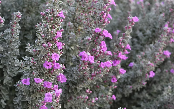 San Antonio Texas Sage - 5 Gallon - #28474