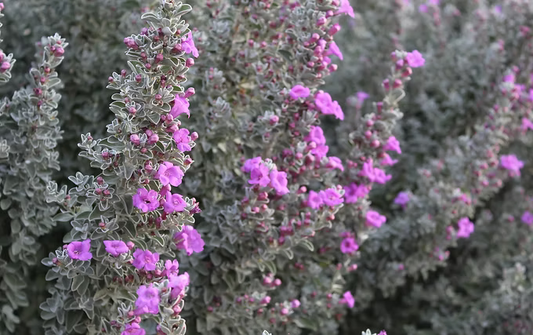 Sage Texas Ranger 'San Antonio Rose' - 5 Gallon - #28474