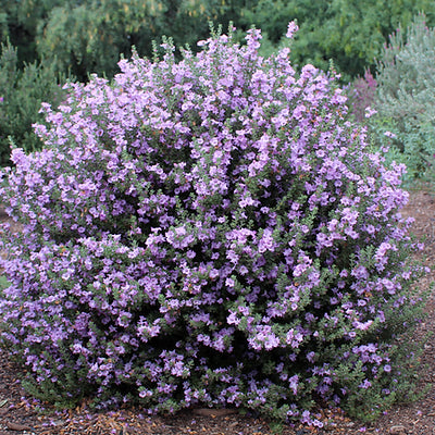 Sage Texas Ranger 'Lynn's Legacy' - 5 Gallon - #4498