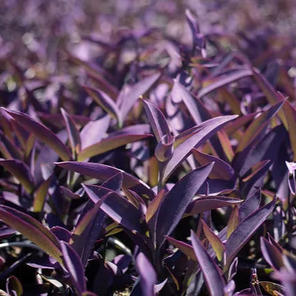 Purple Heart 'Lion Heart' - 1 Gallon - #31100