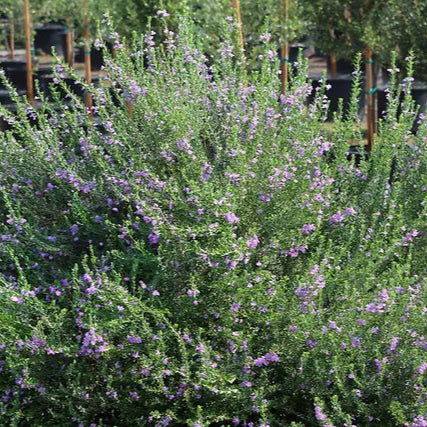 Sage Texas 'Purple Rain' - 1 Gallon - #31095