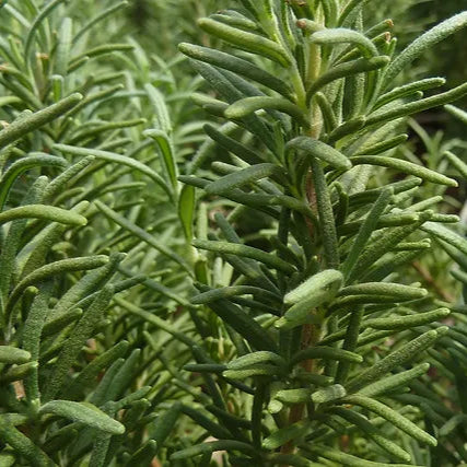 Rosemary 'Upright Hill Hardy' - 2 Gallon - #28800