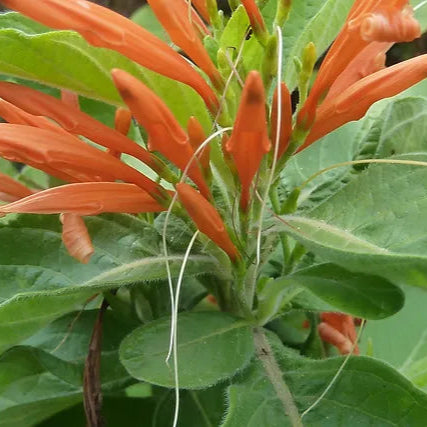 Honeysuckle Mexican 'Veracruz Orange' - 5 Gallon - #5758