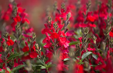 Radio Red Salvia or Autumn Sage - 1 Gallon - #25142