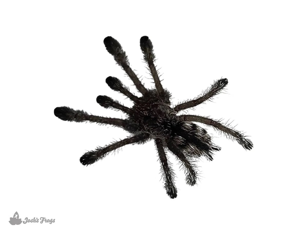 Tarantula