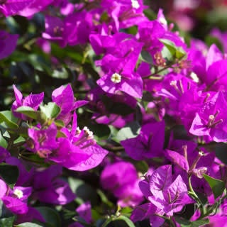 Elizabeth Angus Bougainvillea - Staked - 1 Gallon - #32811