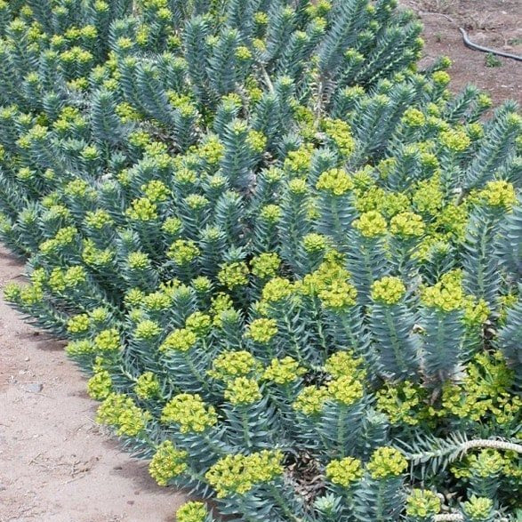 Gopher Plant - 3 Gallon - #31951