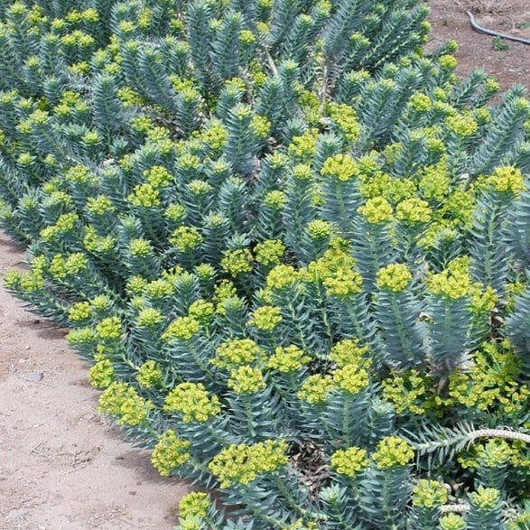 Gopher Plant - 8" - #27514