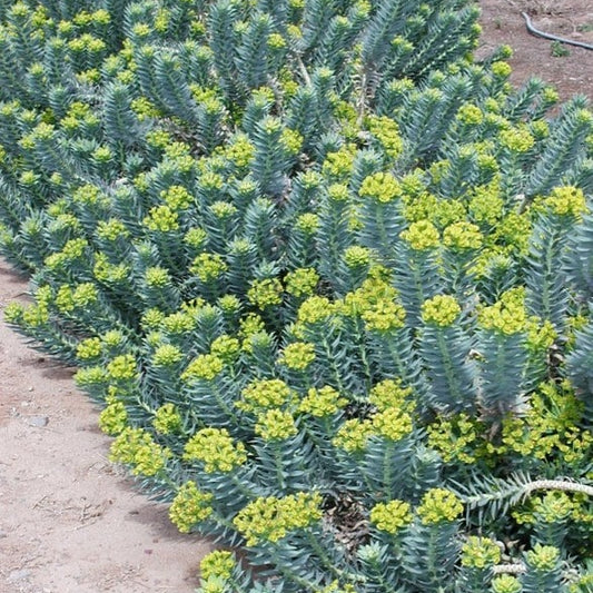 Gopher Plant - 8" - #27514