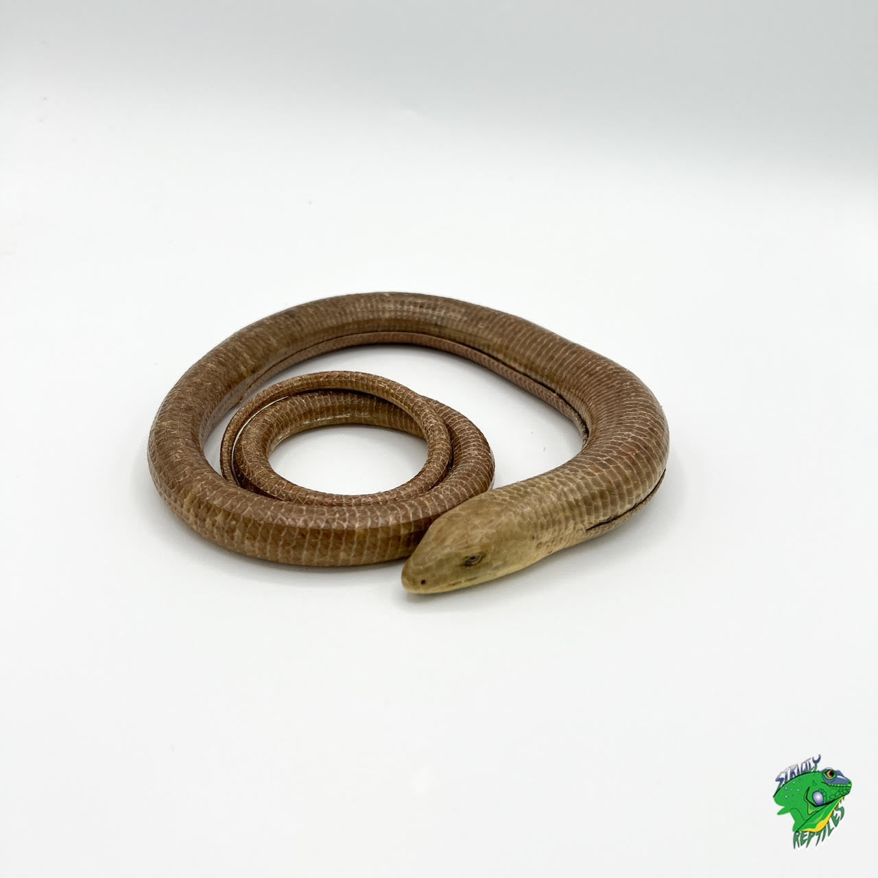 European Giant Legless Lizard - #33045