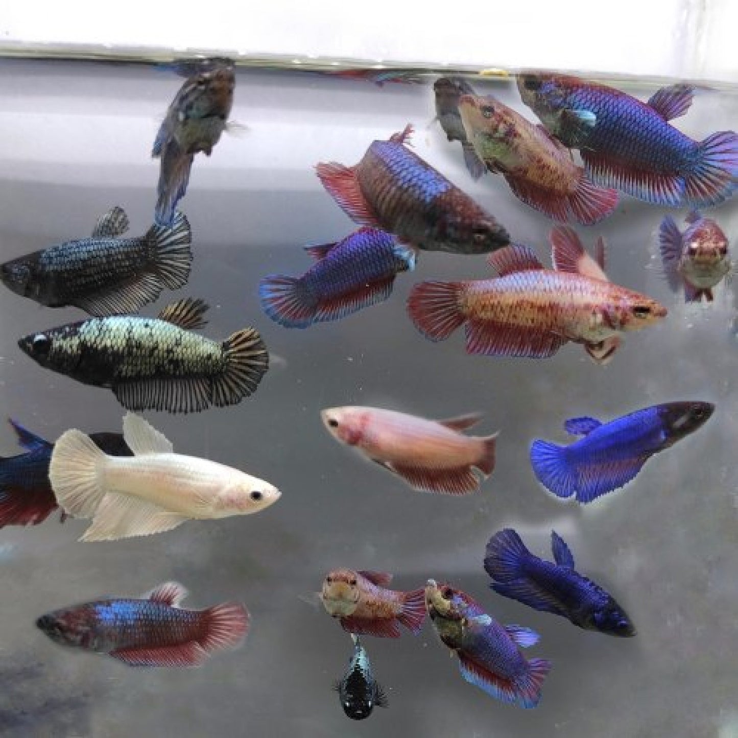 Fish Betta Assorted
