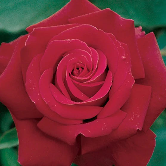 Rose Tree Firefighter - 36" - 7 Gallon - #32592