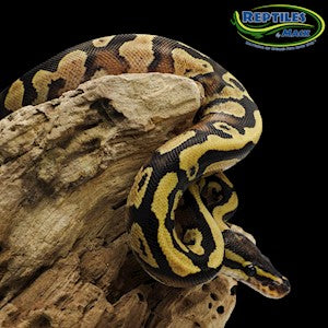 Fire Yellow Belly Ball Python - #32809