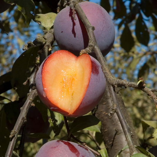 Flavor Finale Pluot - Grow Bag - #