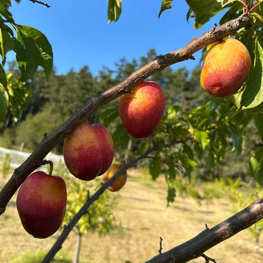 Flavor Grenade Pluot - Grow Bag - #