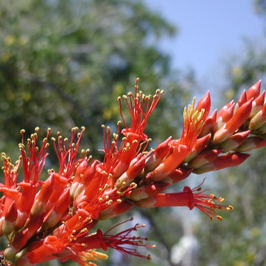 Ocotillo Bareroot - Special Order - #556