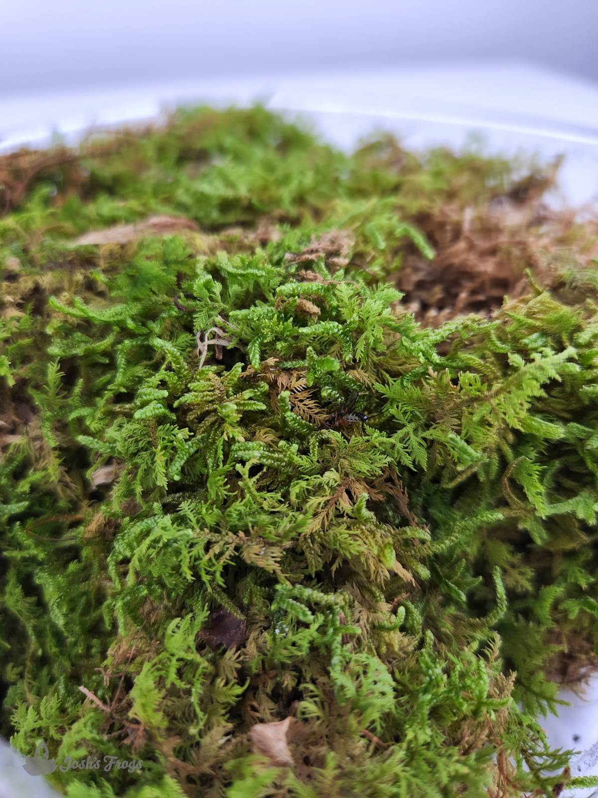 Fresh Live Moss - Small - Josh's Frogs - #32345
