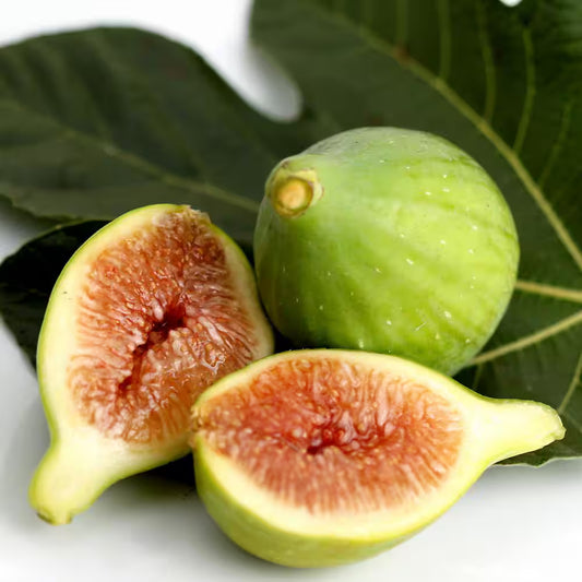 White Kadota Fig - 15 Gallon - #219