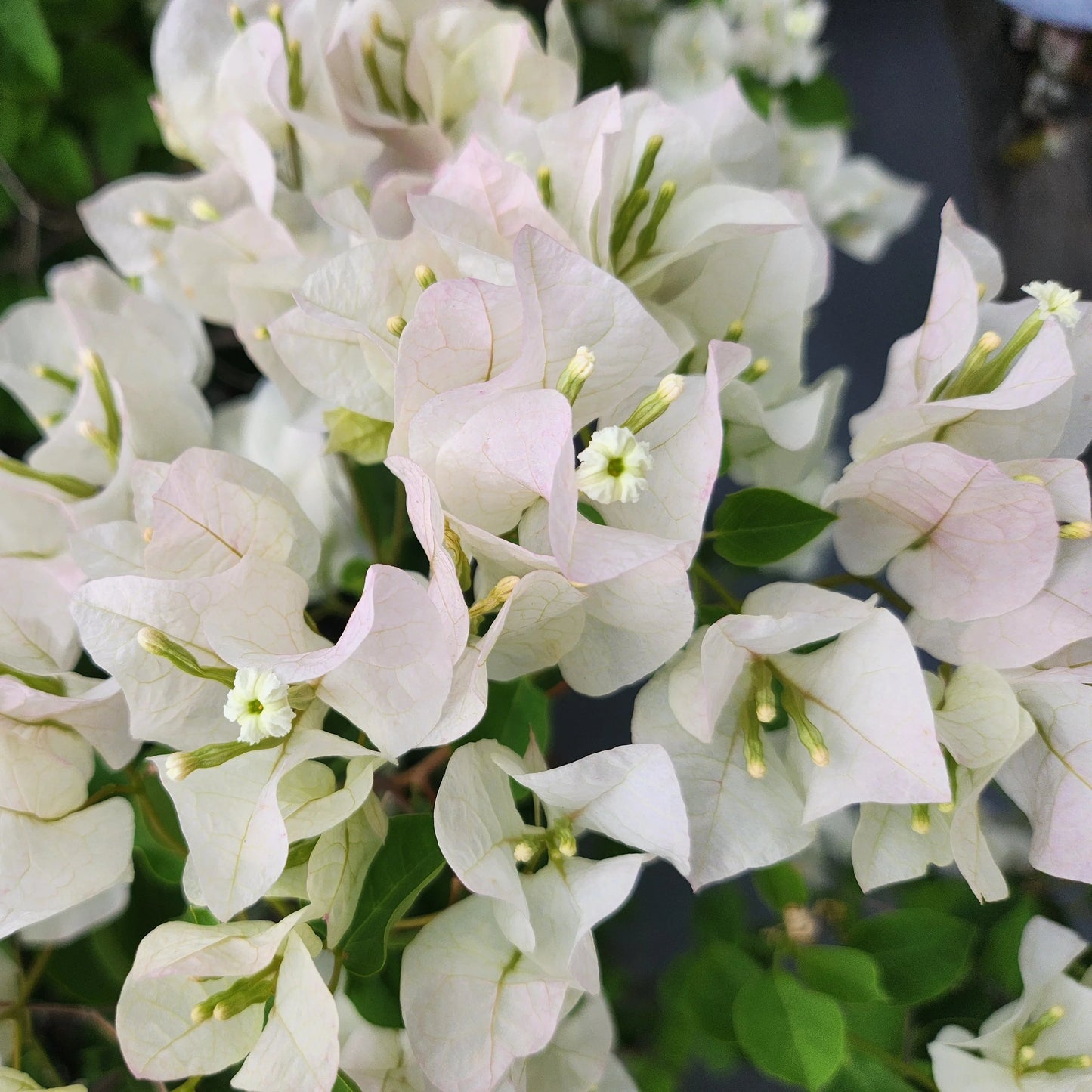 White Bougainvillea - Staked - 5 Gallon - #32820