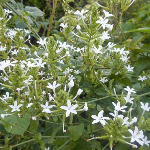 Plumbago 'White' - 5 Gallon - #31198