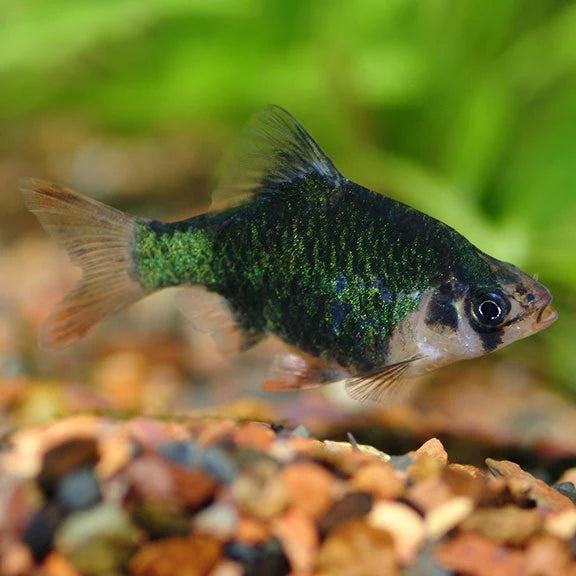 Fish Tiger Barbs - Assorted - Small - #29244