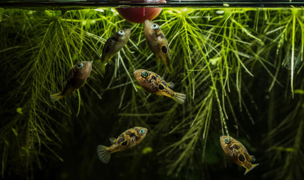 Pea Puffer Fish - Assorted - #31207