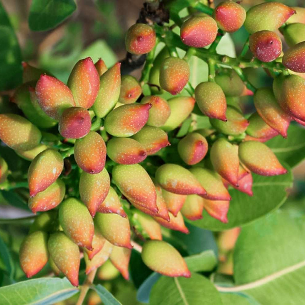 Kerman Female Pistachio - 15 Gallon - #29105