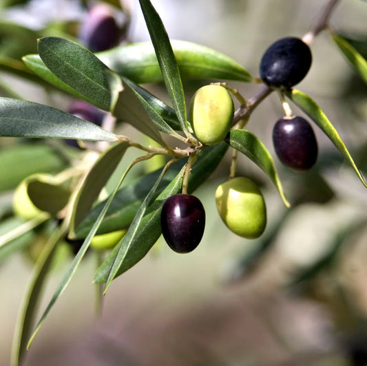 Fruiting Manzanillo Olive - 2024 - Grow Bag - #31688