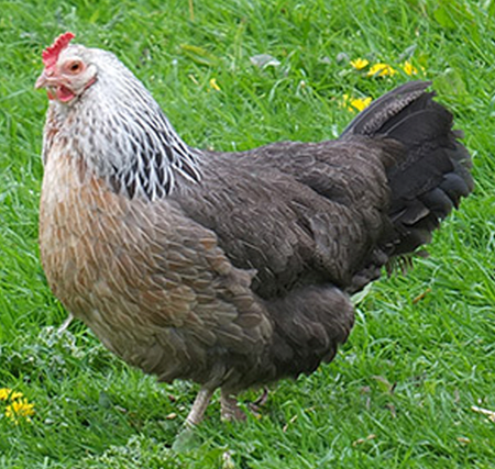 Chick Silver Gray Dorkings Female