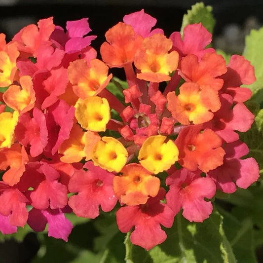 Lantana 'Spreading Bouquet' - 5 Gallon - #32260