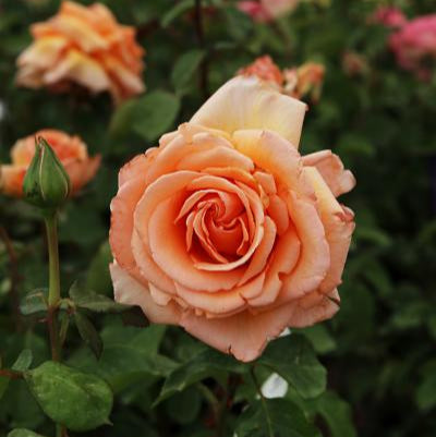 Rose Tree Over the Moon - 36" - 7 Gallon - #32601