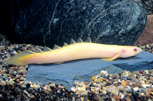 Fish Senegal Bichir Albino - #32320