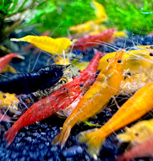 Assorted Cherry Shrimp #27389
