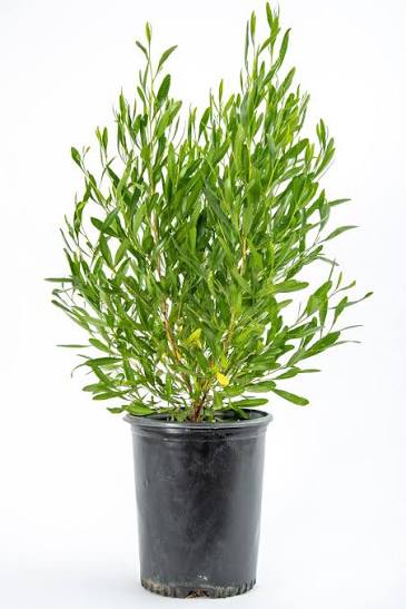 Emerald Ice Hopseed - 5 Gallon