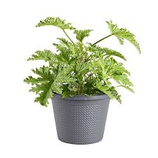 Bonnie 1 Gallon Herb Fancy Pot - #32289