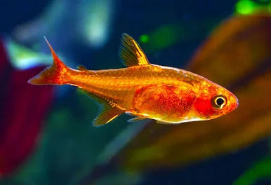 Ember Tetra Fish - #