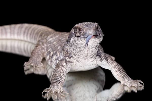 Savannah Monitor - #30441