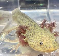 Axolotl Wild Type - Green Light - #27150