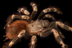 Tarantula