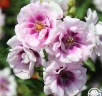Rose Easy on the Eyes - Shrub - TNP