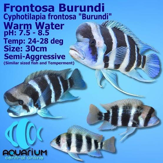 Burundi Frontosa