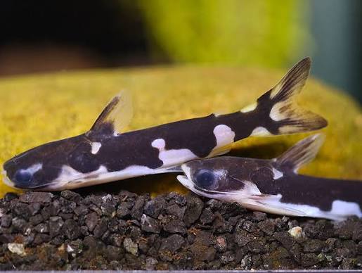 Orca Wood Catfish - #