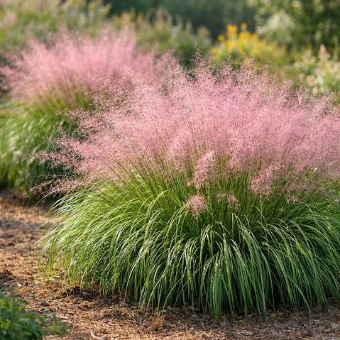 Pink Muhly Grass - 1 Gallon - #31603