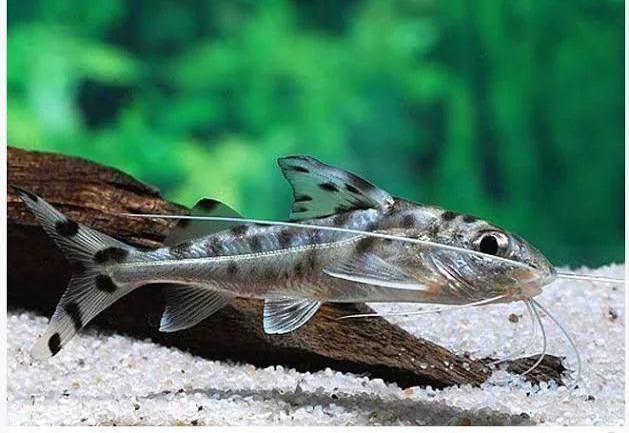 Spotted Pictus Catfish - #