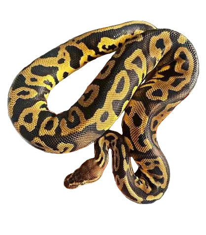 Pastel Leopard Het G-Stripe Het Clown Ball Python