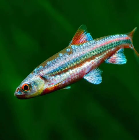 Rainbow Shiner - #32712