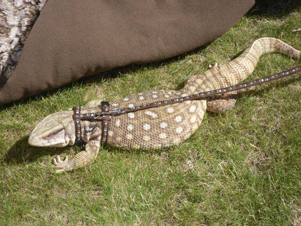 Savannah Monitor - #30441