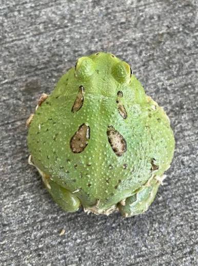 Green Apple Pacman Frog - #32893
