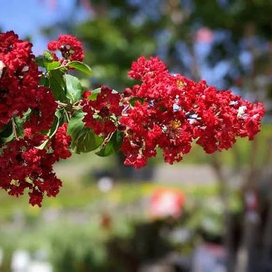 Dynamite Crape Myrtle - Single Trunk - 15 Gallon - #